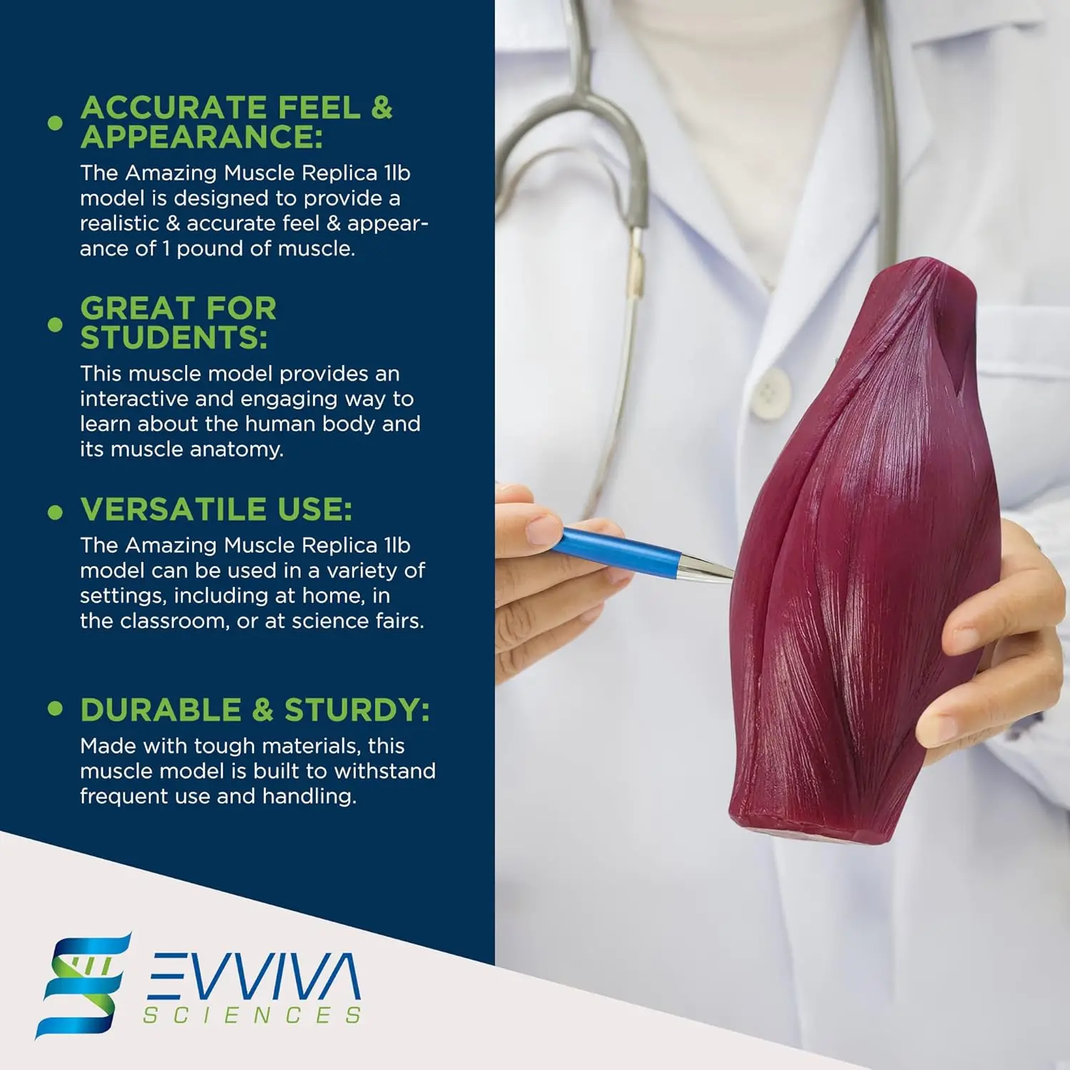 Nutrition For Fitness - Human Muscle and Fat Replicas Health