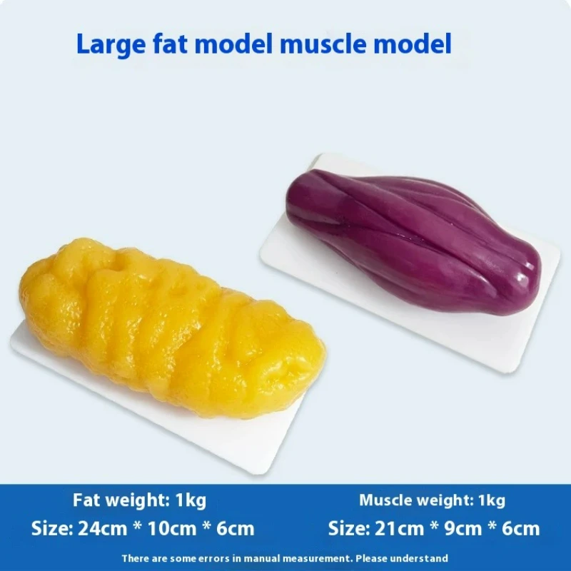 Human Muscle and Fat Replicas  - Nutrition For Fitness 评论和价格