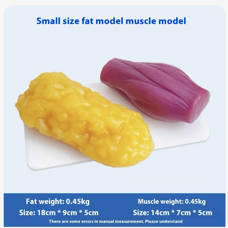Human Muscle and Fat Replicas  - Nutrition For Fitness 评论和价格